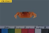 藏品(角眼切腹蟹)的圖片